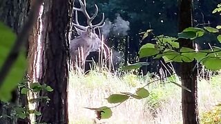 TikTok video nature beauty lovely deep and dark