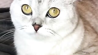 Cute cat Nice ???? Cute cat