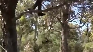 They fell well You won't believe it