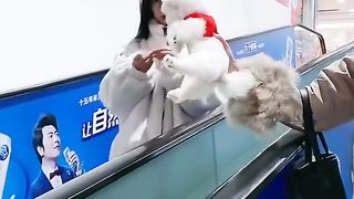 Funny and Cute Pomeranian