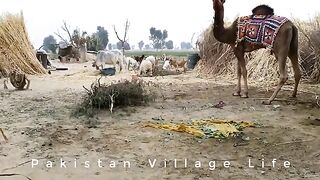 Pakistan village life