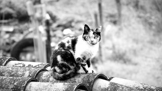 cute Black And White cat #cutecat #lovecats #catloversclub