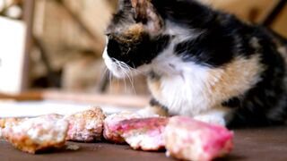 Hungary cat eating the food