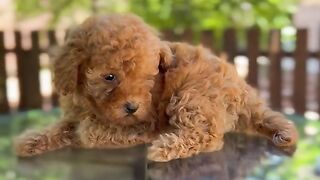 Funny animals | Adorable cats and dogs 2023