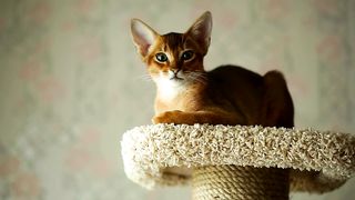 a cute brown kitten