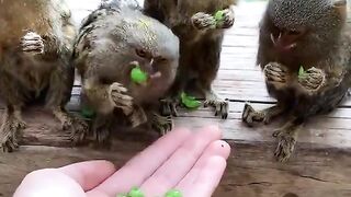 Pygmy Marmosets
