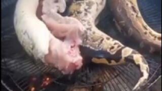 Snake food snake still alive استغفراللہ