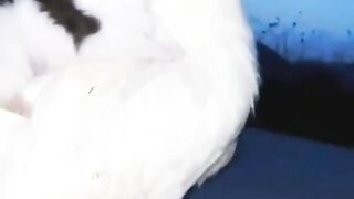 Funny cats and cock