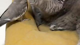 cat & parrot fight