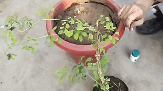Moringa plant transplant in pot