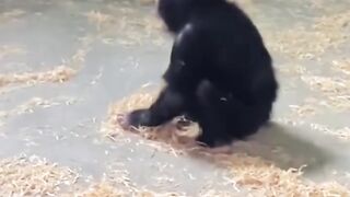 Funny Animals????????????????????????????????
