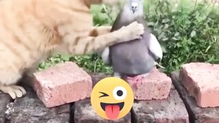 CAT AND PIGEON LOVE