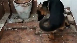 Dog lover