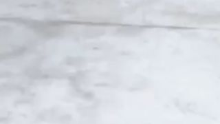Labrador