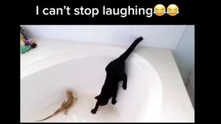 FUNNY ANIMALS TIKTOKS COMPILATION