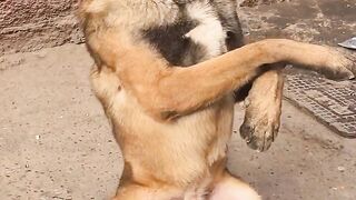 funny dog shorts tiktoks compilation