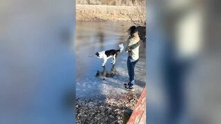 Best Funny Animals Videos 2023 ????Funniest Dogs And Cats Videos???????? #9