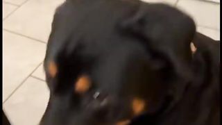 Sometimes My Dog Forgets He Is a Dog ????