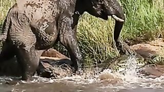 Pourquoi l'éléphant déteste les crocodiles