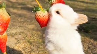 A rabbit has been strawberry