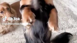 funny and lovely dogs