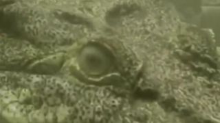 Crocodile