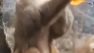 Funny monkey