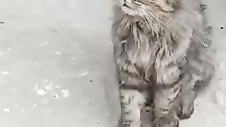 amazing cat