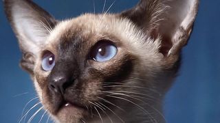 Kitten