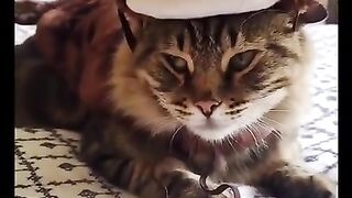 Funny_&cute_cats_compilation_(TikTok)#shorts