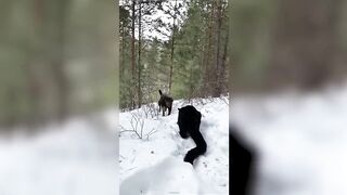 Les Chiens Les Plus Dangereux Au Monde!