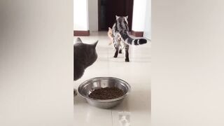 Peut-on regarder sans rire ? 100 % impossible
