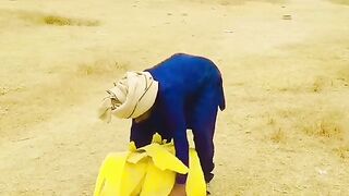 funny videos
