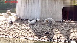 Exploring the World of Stunning Ducks | Quack Up with Cute Ducks: A Fun Compilation Video | markhor