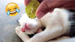 Funny Animal Videos 2023 ???? - Funniest Dogs And Cats Videos