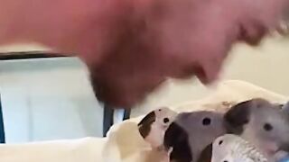 funny birds