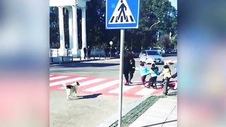 Des Actes Héroïques D'animaux Capturés À La Caméra !