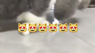 funny cat