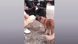 Funny Dog And Cat ???????????? Funniest Animals #202