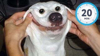 You Laugh You Restart .20 Minutes of Funny Dogs .Funniest Animal Videos 2023