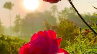 View nature