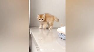 Funniest Animal Videos ???? - Best Funny Dogs And Cats Videos #78