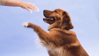 How to train a. Dog