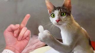 [30 Minutes] Funniest Animals 2023 .Funniest Cats and Dogs