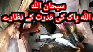 Sea animals |سبحان اللہ وبحمد سبحان اللہ العظیم