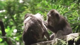 monkey island