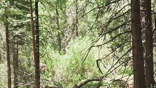 markhor