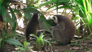 cute animals