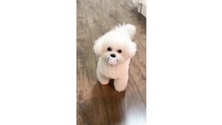 Cute Dog (Tiktok)