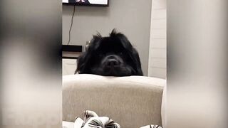 Ultimate Funny DOGS Compilation! ???? (2023)